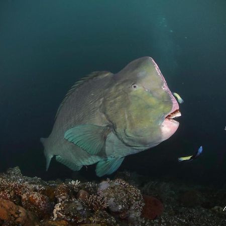 Coriana Dive Resort Waisai Luaran gambar