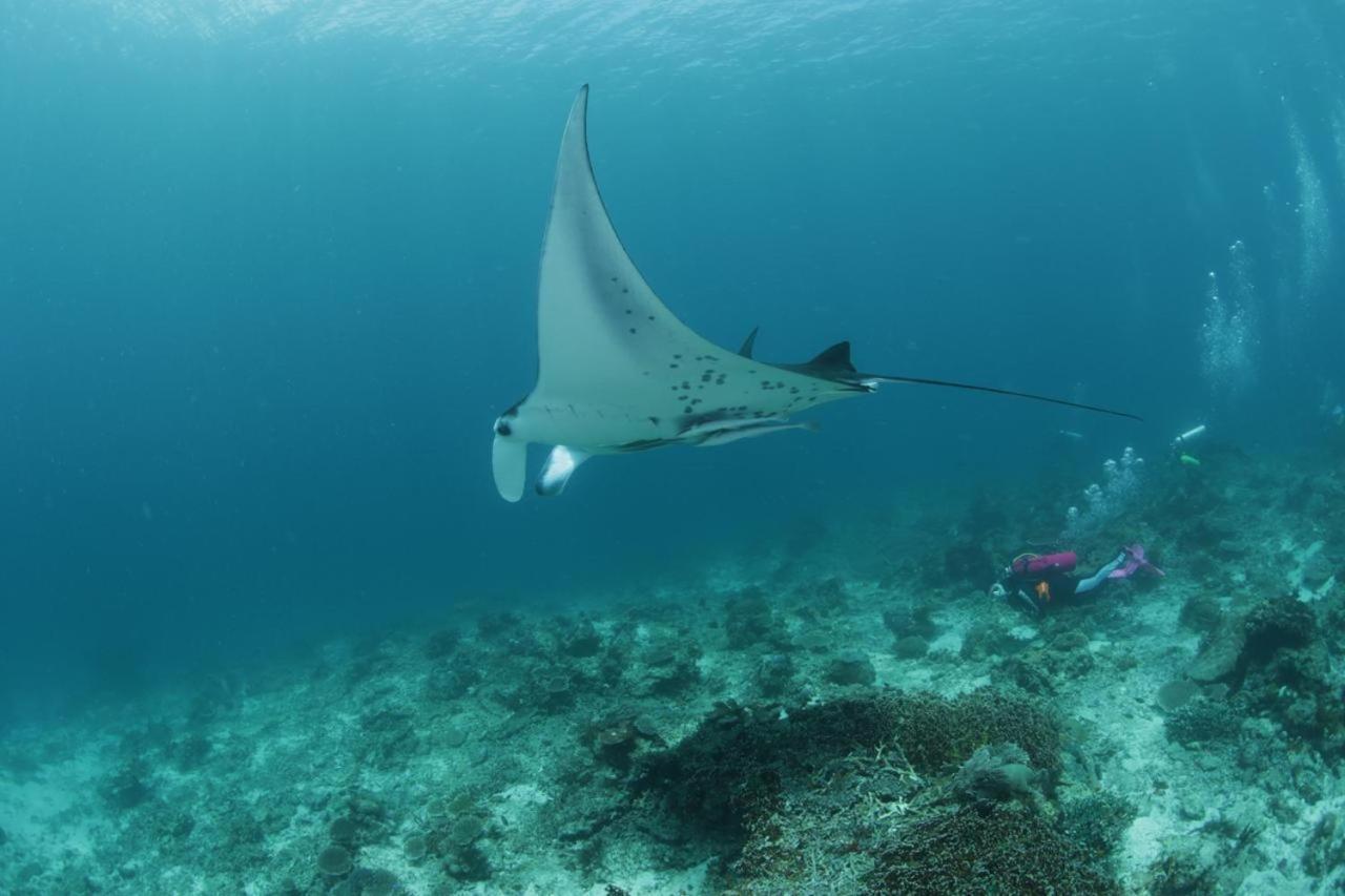 Coriana Dive Resort Waisai Luaran gambar