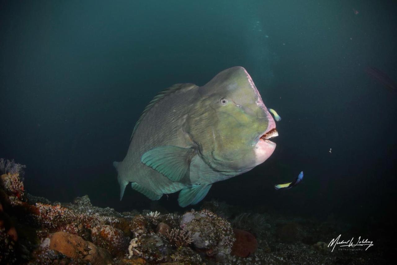 Coriana Dive Resort Waisai Luaran gambar