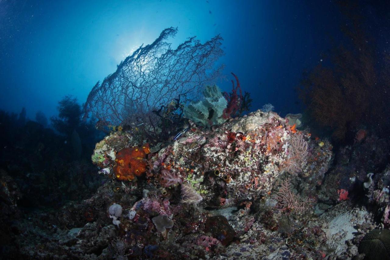 Coriana Dive Resort Waisai Luaran gambar